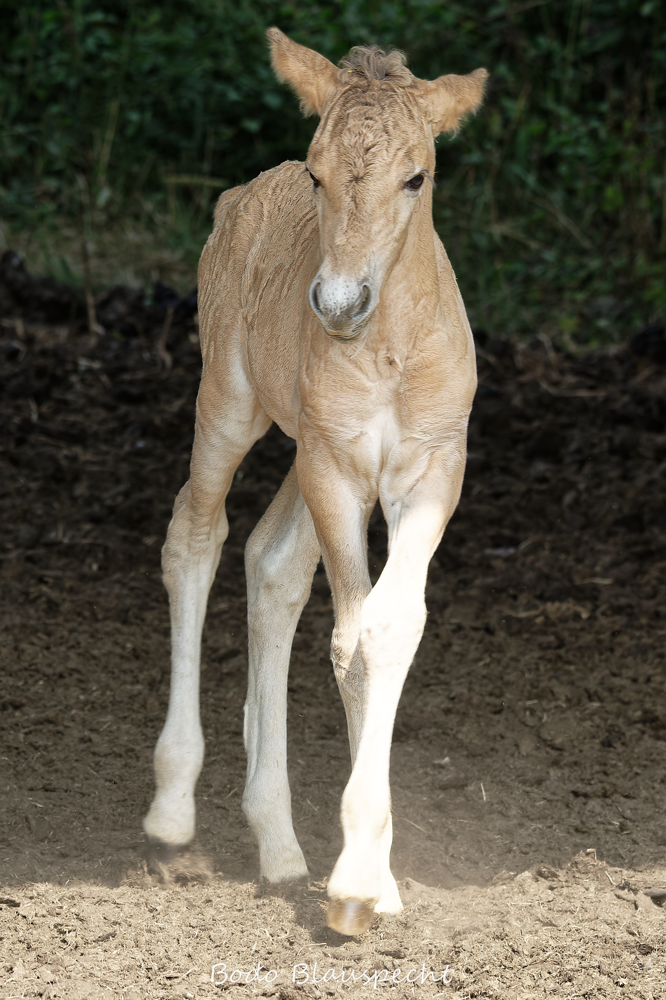 Konik Steveraue  2026.07.30 10.24 11 WEB